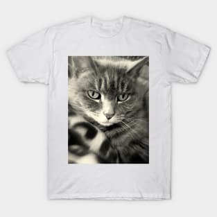 Kitteh Gets Her Daydream On T-Shirt